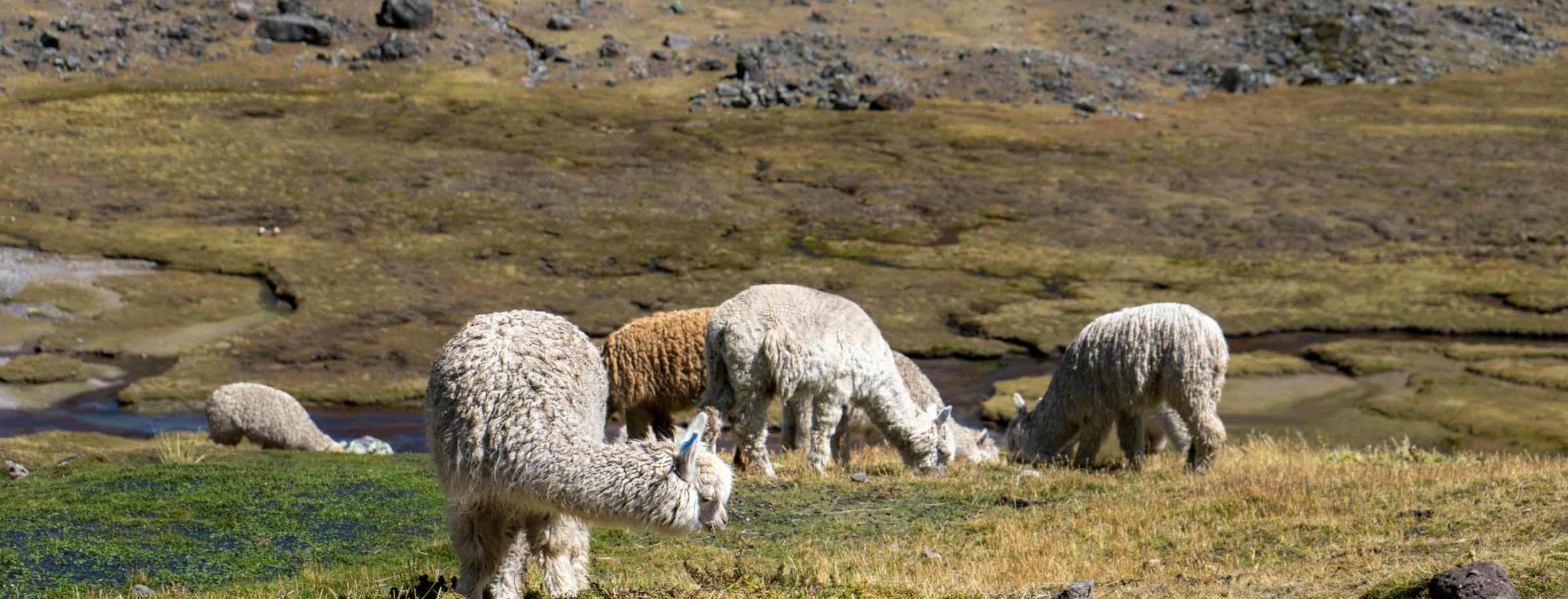 Ausangate 7 Lakes 1 Day