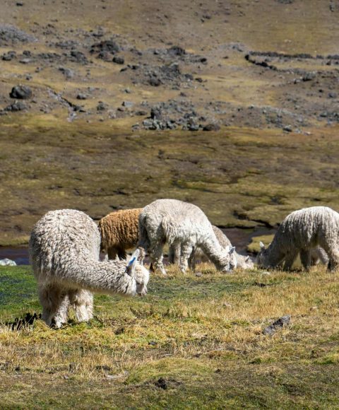 Ausangate 7 Lakes 1 Day
