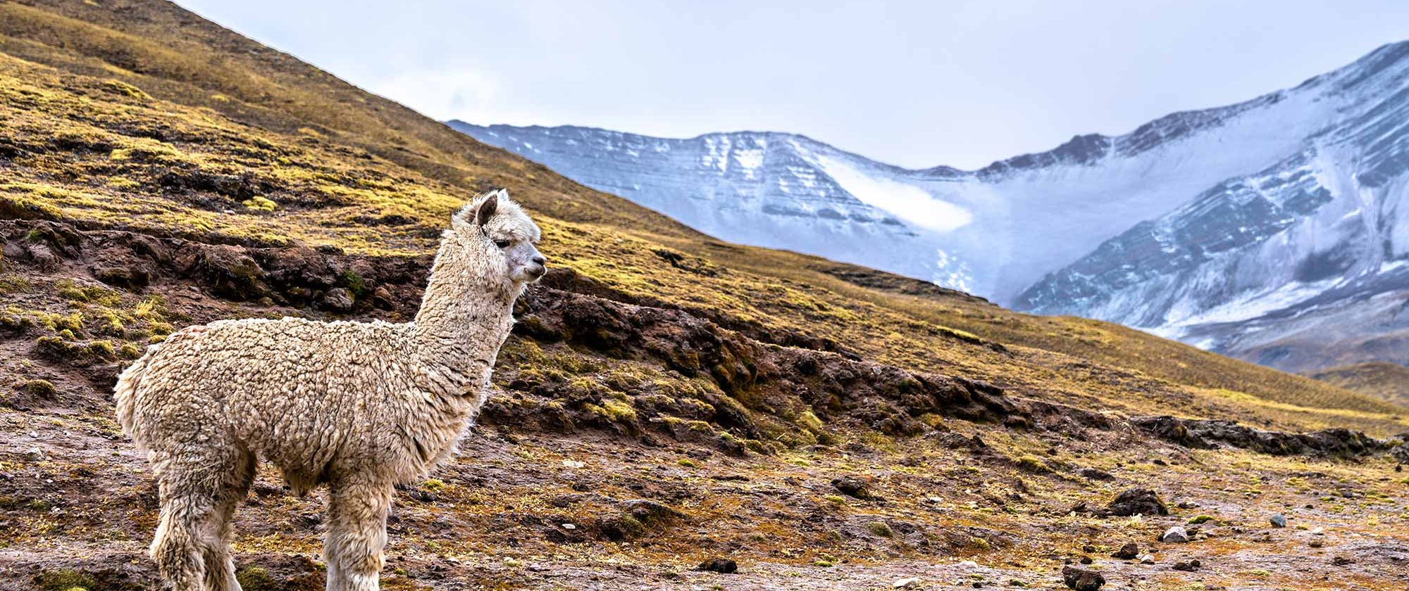 Inca Jungle Trek to Machu Picchu 4 Days