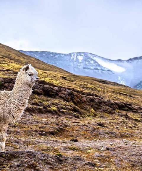 Inca Jungle Trek to Machu Picchu 4 Days