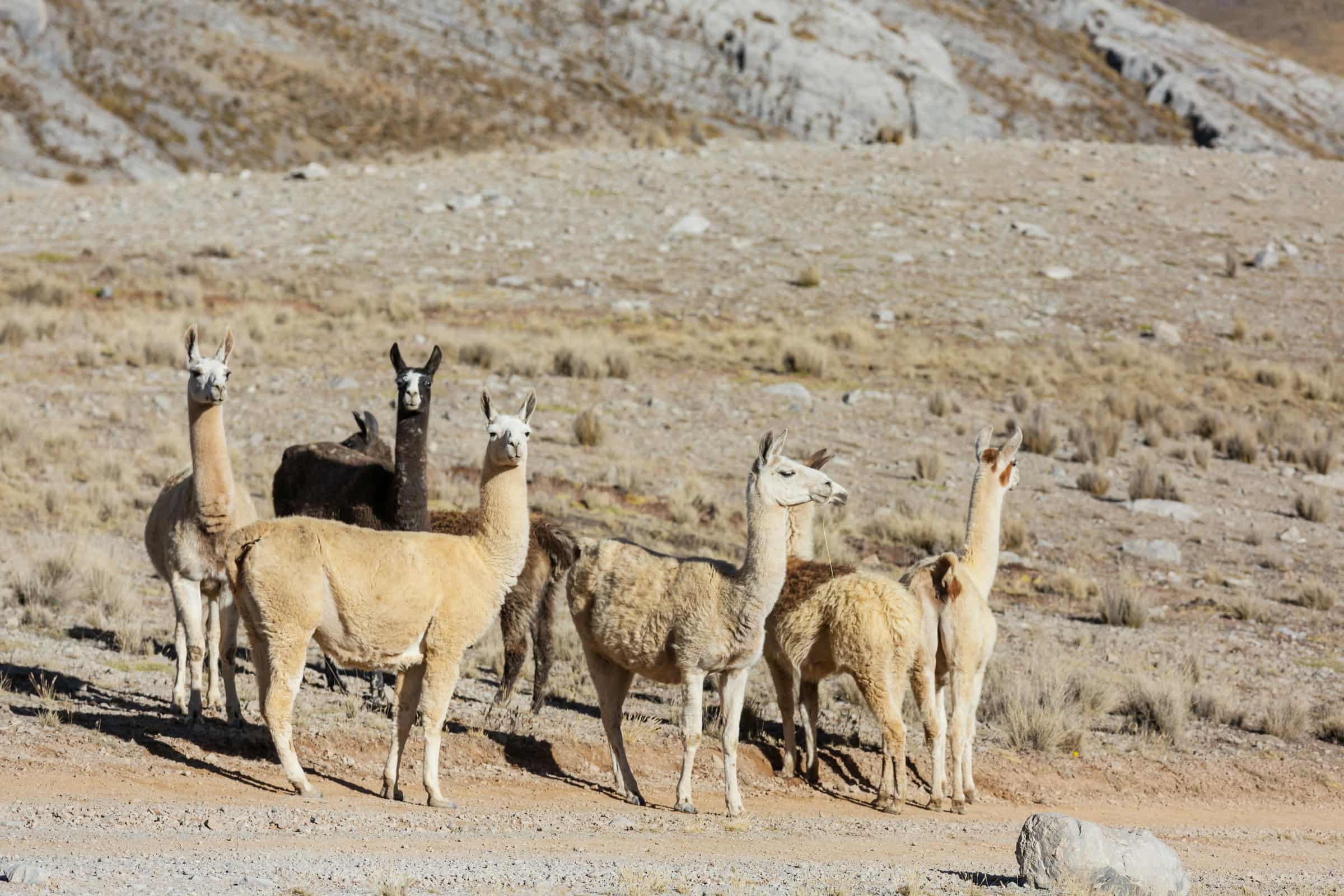 Llama in remote area of Argentina